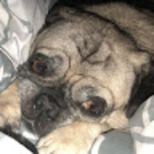 Meet your Posher, Pug